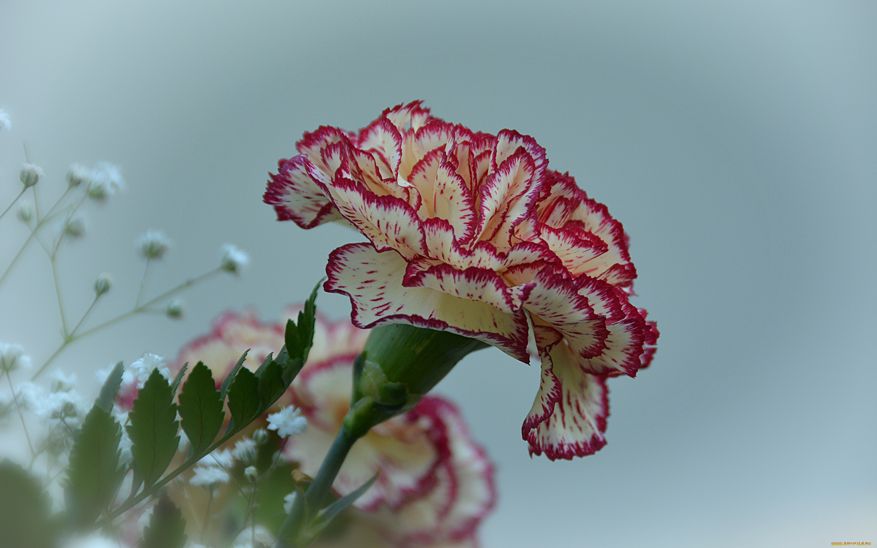 , , carnation, flower, , 